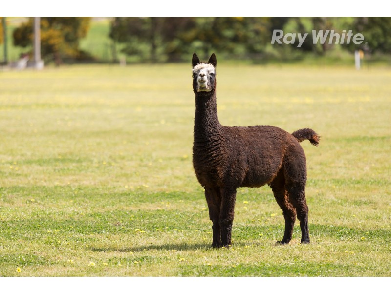 508 Burma Road, Table Top NSW 2640