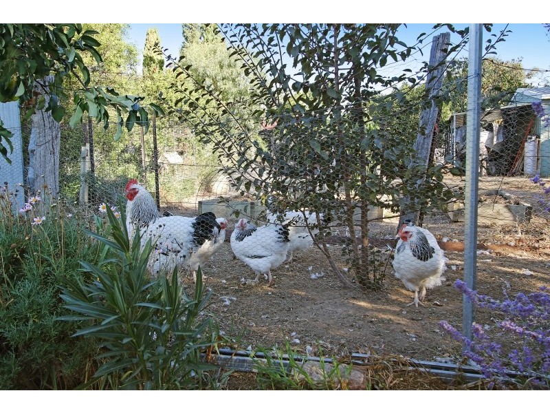 31 Commercial Street, Walla Walla NSW 2659