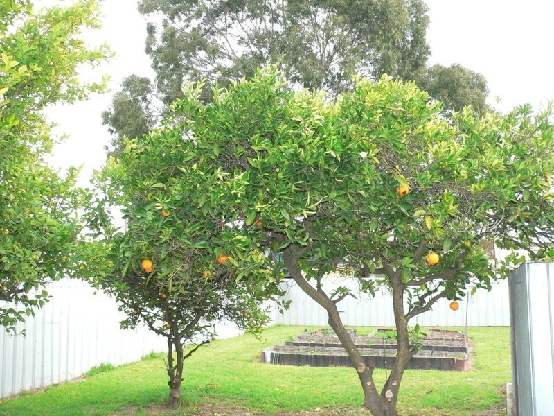 417 Nowland Avenue, Lavington NSW 2641