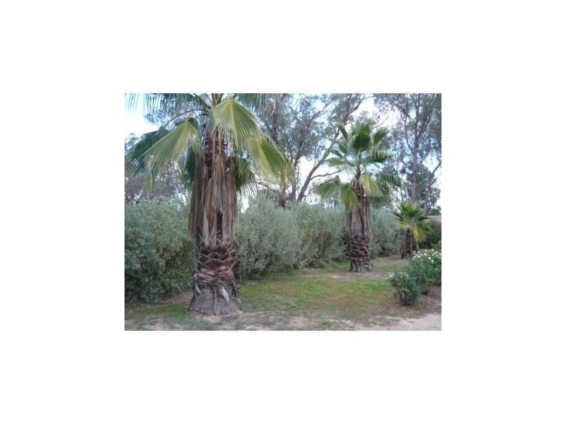 81-89 Mitchell Street, Jindera NSW 2642