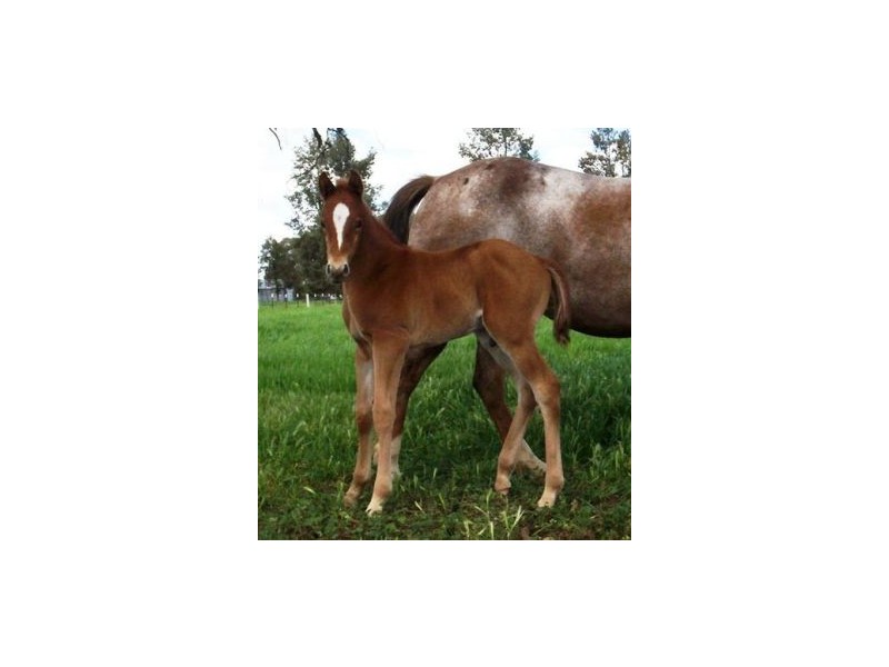 1 “Langrove” ~ LOWESDALE, Corowa NSW 2646