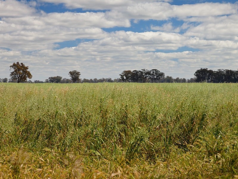Lot 363 Freyers Lane, Corowa NSW 2646