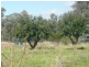 1649 Gerogery Road, Gerogery NSW 2642