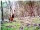 47 Dashiell Lane, Splitters Creek NSW 2640