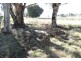 RMB 111 Alma Park Road (Cnr Glue Pot Road), Walla Walla NSW 2659