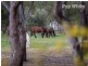 51 Molkentin Road, Jindera NSW 2642