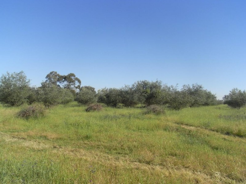 Lot 3 Belmore Street, Howlong NSW 2643