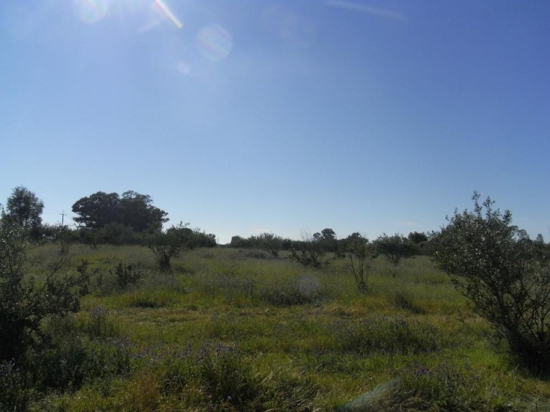 Lot 1 and 2 Martin Street, Howlong NSW 2643