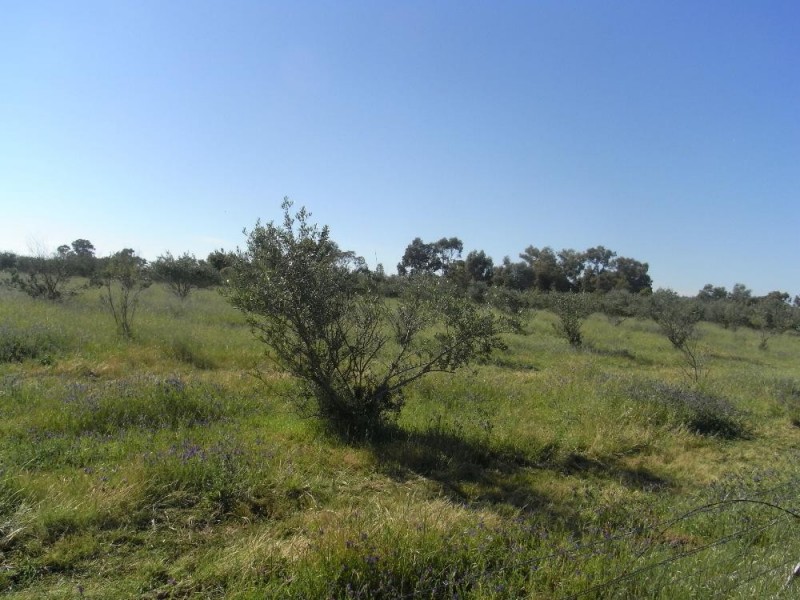 Lot 1 and 2 Martin Street, Howlong NSW 2643