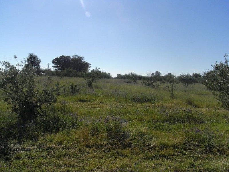 Lot 1 and 2 Martin Street, Howlong NSW 2643