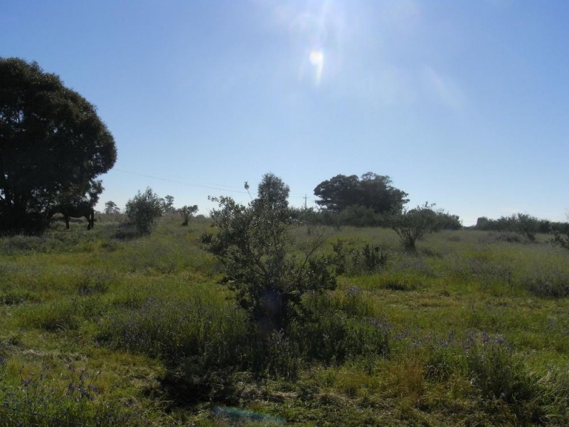 Lot 1 and 2 Martin Street, Howlong NSW 2643