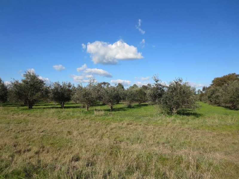 Lot 3 Belmore Street, Howlong NSW 2643