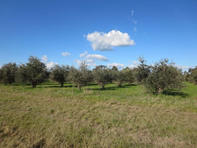 Lot 3 Belmore Street, Howlong NSW 2643