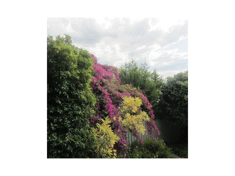 336 Schubach Street, East Albury NSW 2640