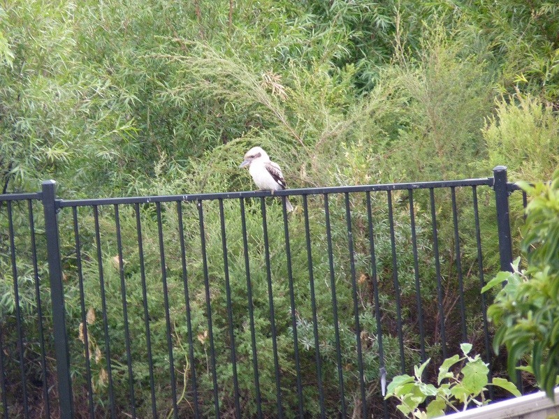 64/1 Archer Close, North Lakes QLD 4509