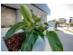 702/35 McDougall Street, Milton QLD 4064