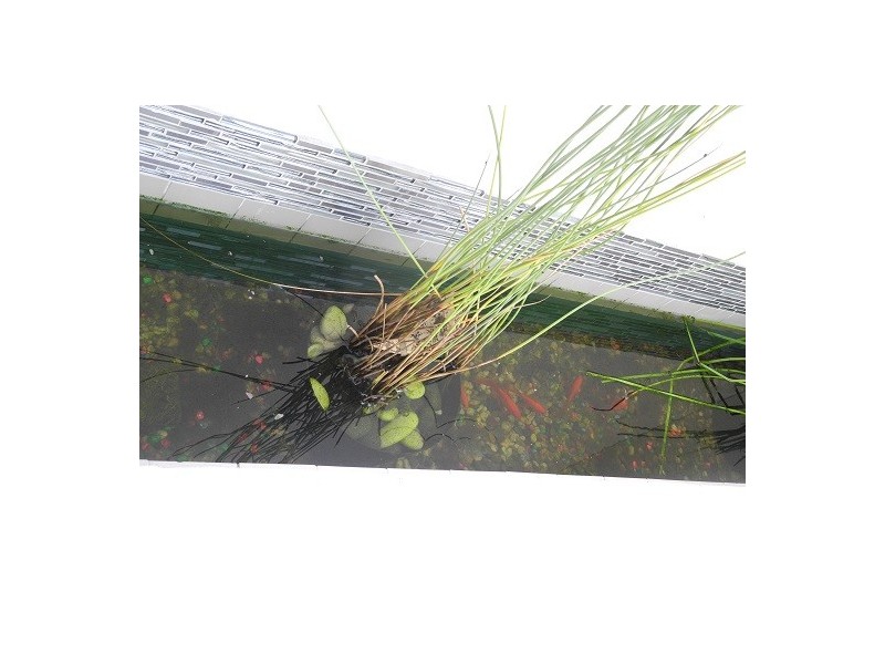 4/15 Walsh Street, Milton QLD 4064