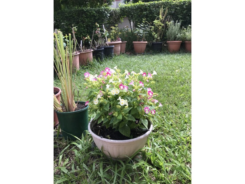 1060A Waterworks Road, The Gap QLD 4061