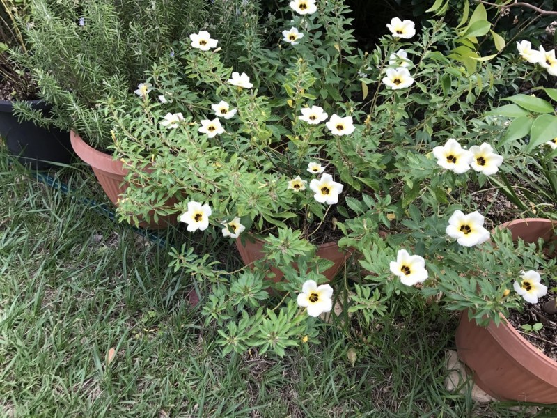 1060A Waterworks Road, The Gap QLD 4061