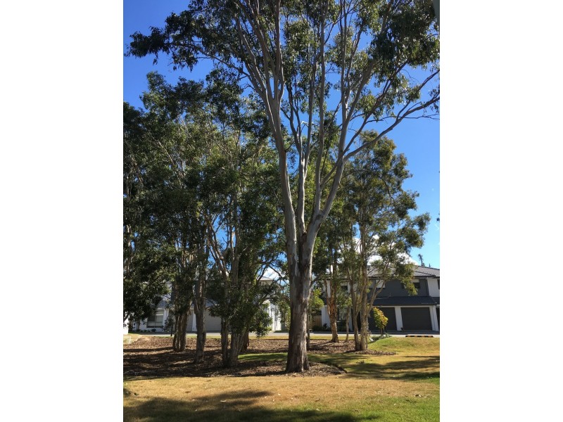 54 Grahams Road, Strathpine QLD 4500