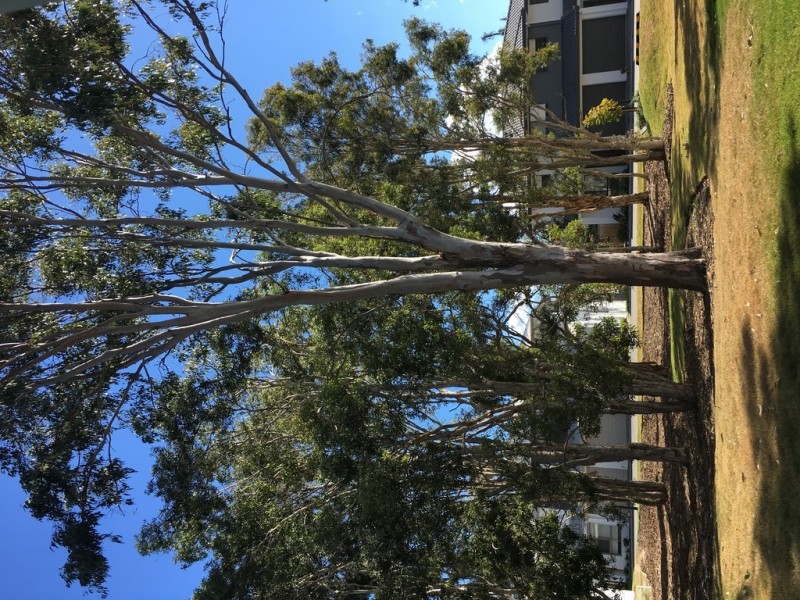 54 Grahams Road, Strathpine QLD 4500