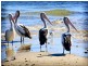 Cleveland QLD 4163