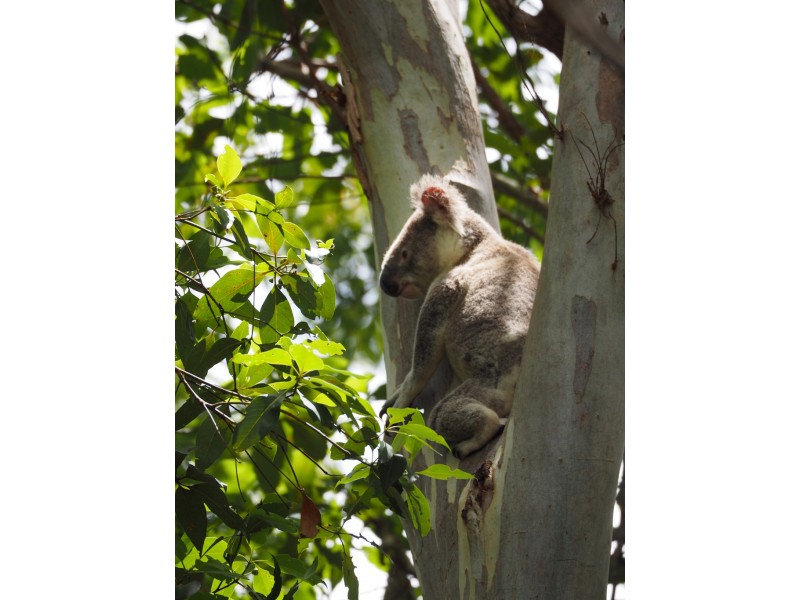 1/45 Lancashire Drive, Mudgeeraba QLD 4213