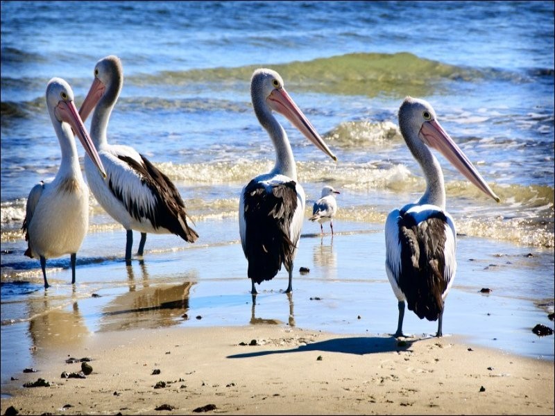 141A Shore Street West, Cleveland QLD 4163