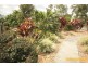 336 King Avenue, Durack QLD 4077