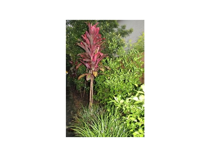 19 O’Reilly Street, Wakerley QLD 4154