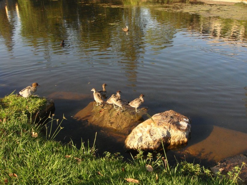 Forest Lake QLD 4078