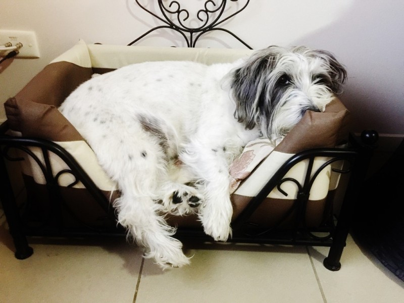 60 Gawler Crescent, Bracken Ridge QLD 4017