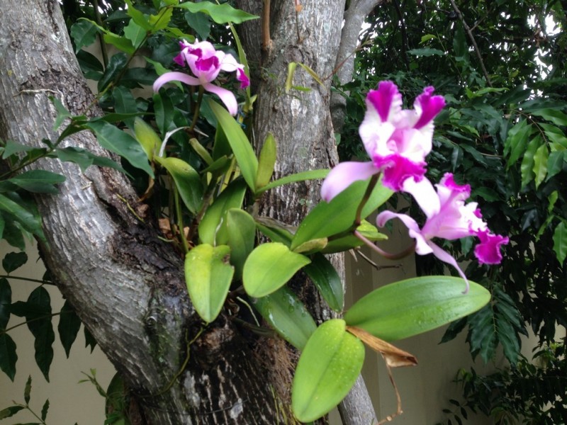 15 Dansie Street, Greenslopes QLD 4120