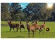 Lot 203 Caves Road and Lot 202 (622) Ellen Brook Road, Cowaramup WA 6284