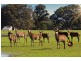 Lot 203 Caves Road and Lot 202 (622) Ellen Brook Road, Cowaramup WA 6284