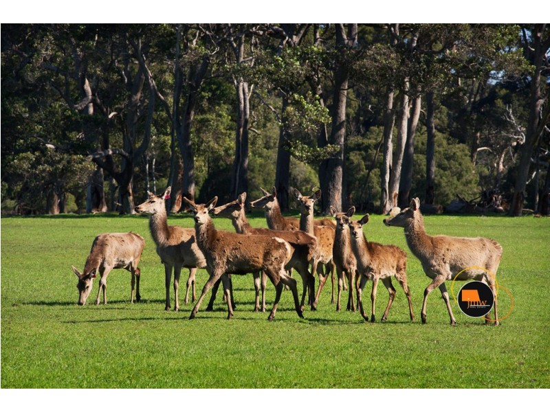 Lot 203 Caves Road and Lot 202 (622) Ellen Brook Road, Cowaramup WA 6284