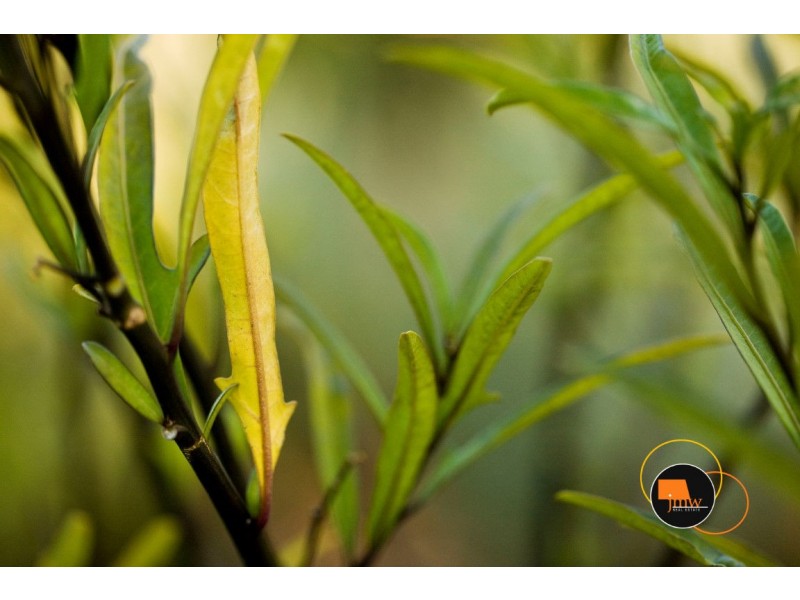 Lot 204 (70) and Lot 205 (72) Judd Road, Gracetown WA 6284