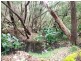 Lot 18 (191) Sheoak Drive, Yallingup WA 6282