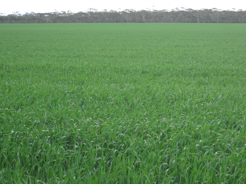 Lot 1629 Rolland Road, Grass Patch WA 6446