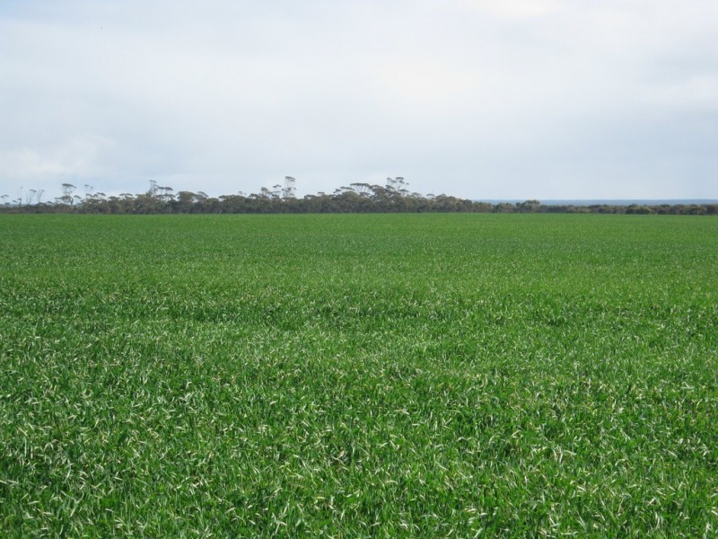 Lot 1629 Rolland Road, Grass Patch WA 6446