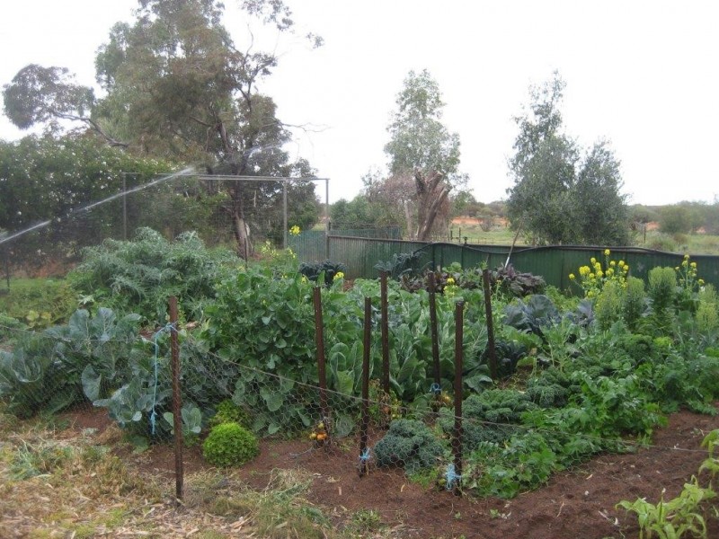 . ‘Jingemarra Station’, Yalgoo WA 6635