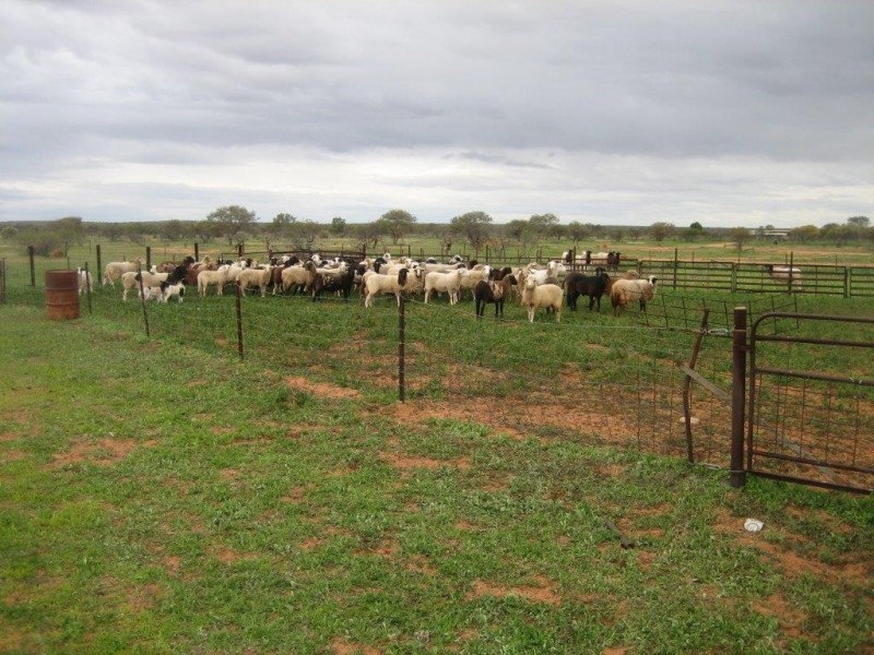 . ‘Jingemarra Station’, Yalgoo WA 6635