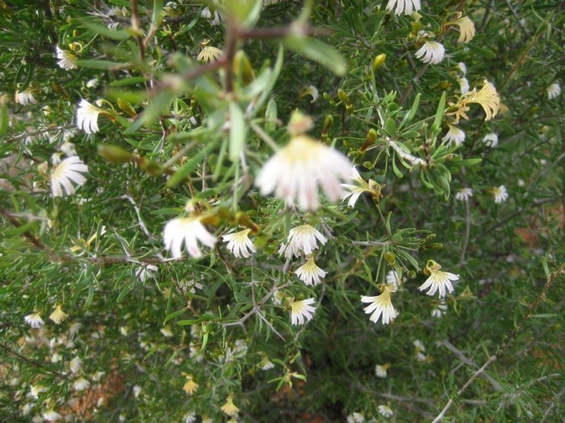 . ‘Jingemarra Station’, Yalgoo WA 6635