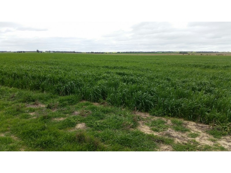 3887 Dowerin – Meckering Road, Meckering WA 6405