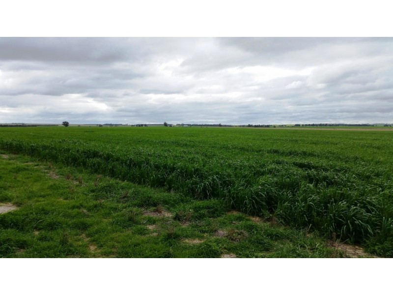 3887 Dowerin – Meckering Road, Meckering WA 6405