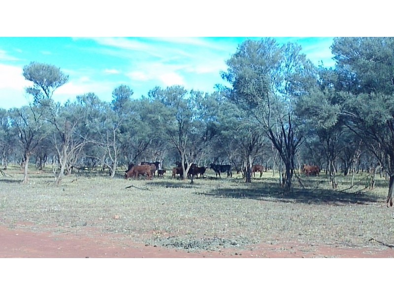 . ‘Erlistoun Station’, Laverton WA 6440