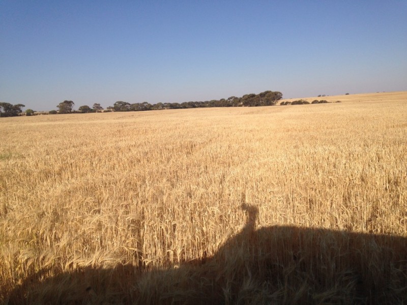 Lot 20416 Smeeton Road, North Trayning WA 6488