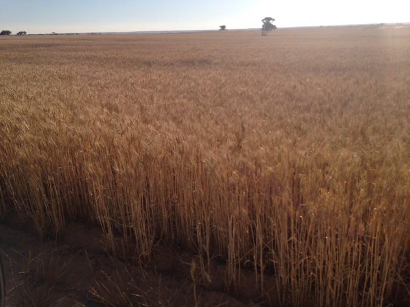 Lot 20416 Smeeton Road, North Trayning WA 6488