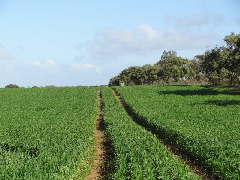 522 Telegraph Road, West Binnu WA 6532