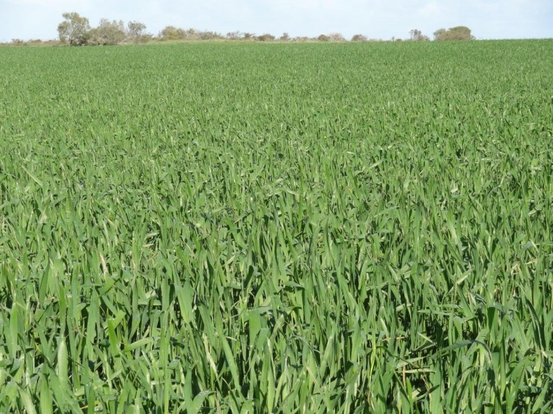 522 Telegraph Road, West Binnu WA 6532